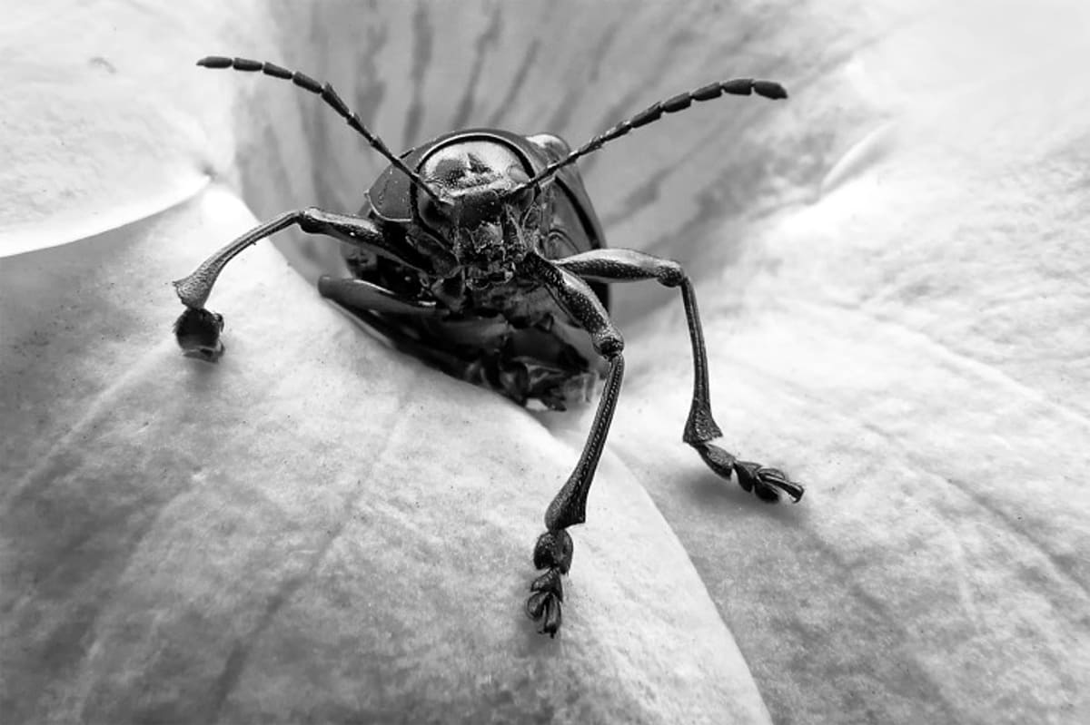 Edu Moreira - A Bug´s Life