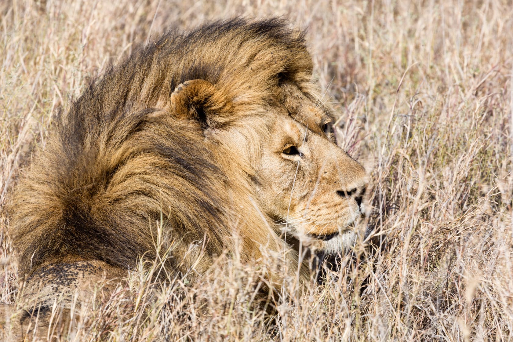 Edu Moreira - Leão no Parque Nacional do Serengeti, Tanzânia