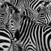 Edu Moreira - Vertigo - Zebras - Serengeti National Park (Tanzânia)