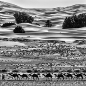 <i class="fa-regular fa-image orange1"></i> Caravana de camelos (Merzouga, Marrocos) - Versão P&B. / <em>Camel caravan (Merzouga, Morocco) - B&W version.</em> Edu Moreira - Erg Chebbi - Marrocos