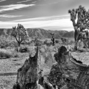 <i class="fa-regular fa-image orange1"></i> O Great Basin Desert circunda todo o Grand Canyon National Park (Arizona, EUA). Sua aridez provoca um forte choque nos olhos acostumados à pujança das matas tropicais. Mas, mesmo no meio do deserto, a vida persiste. / <em>The Great Basin Desert surrounds the entire Grand Canyon National Park (Arizona, USA). Its aridity comes as a stark contrast to eyes used to the lushness of green forests. But even in the middle of the desert, life persevere.</em> Edu Moreira - Ansel Adams