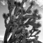 <i class="fa-regular fa-image orange1"></i> A Joshua Tree é uma árvore típica do Grand Canyon National Park (Arizona, EUA) e da região desértica do oeste americano. Os mórmons lhe deram esse nome ao cruzarem o Deserto de Mojave em meados do século XIX. Assim, evocavam o patriarca Josué levantando suas mãos aos céus e implorando a ajuda de Deus. / <em>The Joshua Treeis a tree typical of Grand Canyon National Park (Arizona, USA) and the desert region of the American West. The Mormons gave it that name while crossing the Mojave Desert in the mid-19th century, evoking the patriarch Joshua raising his hands the heaven and begging for God's help.</em> Edu Moreira - Ansel Adams
