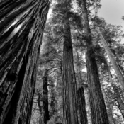 <i class="fa-regular fa-image orange1"></i> As sequoias do Redwood National Park (Califórnia, EUA) ostentam o título de seres vivos mais altos do planeta. Essas árvores podem atingir mais de 100 metros de altura e dezenas de metros de circunferência em sua base. São também seres milenares, chegando a viver mais de 1800 anos. / <em>The sequoias of Redwood National Park (California, USA) hold the title of tallest living beings on the planet. These trees can reach over 100 meters in height and dozens of meters in circumference at their base. They are also ancient beings, living for more than 1,800 years.</em> Edu Moreira - Ansel Adams