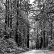 <i class="fa-regular fa-image orange1"></i> Criado em 1968, o Redwood National Park (Califórnia, EUA) protege as últimas florestas de sequoias existentes, fortemente ameaçadas pela ação de madeireiras. Atualmente, apenas 424 km<sup>2</sup> dos 8000 km<sup>2</sup> da floresta original recebem proteção. / <em>Established in 1968, Redwood National Park (California, USA) protects the last remaining sequoia forests, which are heavily threatened by logging. Currently, only 164 square Miles of the original 3,090 square miles of forest are protected.</em> Edu Moreira - Ansel Adams
