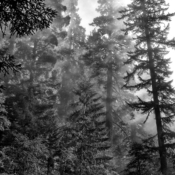 <i class="fa-regular fa-image orange1"></i> O Redwood National Park é um complexo de parques nacionais e estaduais que se estende ao longo da costa norte da Califórnia, EUA. O complexo protege 45% de todas as florestas remanescentes da sequoia-costeira. Essas magníficas árvores são as mais altas e impressionantes do mundo. / <em>The Redwood National Park is a complex of national and state parks that stretches along the Northern coast of California, USA. This complex protects 45% of all remaining coast red Wood forests. These magnificent trees are the tallest and most impressive in the world.</em> Edu Moreira - Ansel Adams