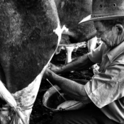 <i class="fa-regular fa-image orange1"></i> Ordenha, Seu Denizar (75 anos), comunidade de Curral Velho, Porteirinha, MG. / <em>Milking, Seu Denizar (75 years old), Curral Velho village, Porteirinha, Minas Gerais.</em> Edu Moreira - Caatingueiros