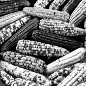 <i class="fa-regular fa-image orange1"></i> Milho crioulo, comunidade de Touros, Serranópolis de Minas, MG. / <em>Native corn, Touros village, Serranopolis de Minas, Minas Gerais.</em> Edu Moreira - Caatingueiros