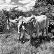 <i class="fa-regular fa-image orange1"></i> Bia e o carro de bois, Riacho de Areia, Rio Pardo de Minas, MG. / <em>Bia and the ox carriage, Riacho de Areia village, Rio Pardo de Minas, Minas Gerais.</em> Edu Moreira - Povos Tradicionais do Cerrado