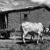 <i class="fa-regular fa-image orange1"></i> Bia e o carro de bois, Riacho de Areia, Rio Pardo de Minas, MG. / <em>Bia and the ox carriage, Riacho de Areia village, Rio Pardo de Minas, Minas Gerais.</em> Edu Moreira - Geraizeiros