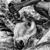 <i class="fa-regular fa-image orange1"></i> Descarnando o gado na roça, Riacho de Areia, Rio Pardo de Minas, MG. / <em>Stripping the cattle in the countryside, Riacho de Areia village, Rio Pardo de Minas, Minas Gerais.</em> Edu Moreira - Geraizeiros