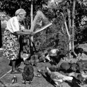 <i class="fa-regular fa-image orange1"></i> Dona Corina (96 anos de idade) “soprando” o arroz, Riacho de Areia, Rio Pardo de Minas, MG. / <em>Dame Corina (96 years old) cleaning the rice, Riacho de Areia village, Rio Pardo de Minas, Minas Gerais.</em> Edu Moreira - Geraizeiros