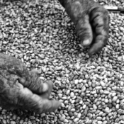 <i class="fa-regular fa-image orange1"></i> Limpando feijão, Feira de Taiobeiras, Taiobeiras, MG. / <em>Cleaning beans, Popular market, Taiobeiras, Minas Gerais.</em> Edu Moreira - Geraizeiros