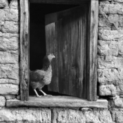 <i class="fa-regular fa-image orange1"></i> Galinha no paiol, Riacho de Areia, Rio Pardo de Minas, MG. / <em>Chicken in the storehouse, Riacho de Areia village, Rio Pardo de Minas, Minas Gerais.</em> Edu Moreira - Geraizeiros