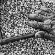 <i class="fa-regular fa-image orange1"></i> Limpando feijão, Feira de Taiobeiras, Taiobeiras, MG. / <em>Cleaning beans, Popular market, Taiobeiras, Minas Gerais.</em> Edu Moreira - Geraizeiros