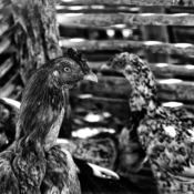<i class="fa-regular fa-image orange1"></i> Galinheiro, São Modesto, Montezuma, MG. / <em>Hen house, Sao Modesto village, Montezuma, Minas Gerais.</em> Edu Moreira - Geraizeiros
