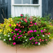 <i class="fa-regular fa-image orange1"></i> Detalhe de janela (Charleston, Carolina do Sul, EUA). / <em>Window detail (Charleston, South Carolina, USA).</em> Edu Moreira - Portas e Janelas - EUA, Carolina do Sul, Charleston