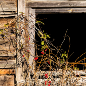 <i class="fa-regular fa-image orange1"></i> Janela (Maine, EUA). / <em>Window (Maine, USA).</em> Edu Moreira - Portas e Janelas - EUA, Maine