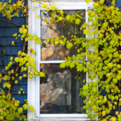 <i class="fa-regular fa-image orange1"></i> Janela (Portsmouth, New Hampshire, EUA). / <em>Window (Portsmouth, New Hampshire, USA).</em> Edu Moreira - EUA, New Hampshire, Portsmouth