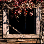 <i class="fa-regular fa-image orange1"></i> Janela de casa abandonada próxima ao Rio Waits (Vermont, EUA). / <em>Abandoned house window near the Waits River (Vermont, USA).</em> Edu Moreira - EUA, Vermont