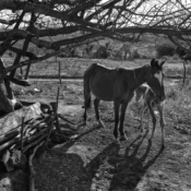 <i class="fa-regular fa-image orange1"></i> Égua e potro, aldeia Cachoeira, São João das Missões, MG. / <em>Mare and its foal, Cachoeira indigenous village, Sao Joao das Missoes, Minas Gerais.</em> Edu Moreira - Xacriabás