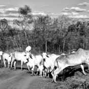 <i class="fa-regular fa-image orange1"></i> Gado na estrada, aldeia Dizimeiro, São João das Missões, MG. / <em>Cattle on the road, Dizimeiro indigenous village, Sao Joao das Missoes, Minas Gerais.</em> Edu Moreira - Povos Tradicionais do Cerrado
