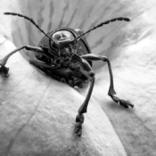 Edu Moreira - A Bug´s Life