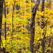 <i class="fa-regular fa-image orange1"></i> Cores de outono (Blue Ridge Parkway, Virginia, EUA). / <em>Fall colors (Blue Ridge Parkway, Virginia, USA).</em> Edu Moreira - EUA - Blue Ridge Parkway