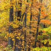 <i class="fa-regular fa-image orange1"></i> Cores de outono (Blue Ridge Parkway, Virginia, EUA). / <em>Fall colors (Blue Ridge Parkway, Virginia, USA).</em> Edu Moreira - EUA - Blue Ridge Parkway