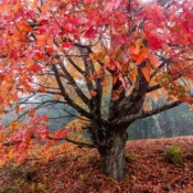 <i class="fa-regular fa-image orange1"></i> Cores de outono (Blue Ridge Parkway, North Carolina, EUA). / <em>Fall colors (Blue Ridge Parkway, North Carolina, USA).</em> Edu Moreira - EUA - Blue Ridge Parkway