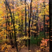 <i class="fa-regular fa-image orange1"></i> Cores de outono (Blue Ridge Parkway, North Carolina, EUA) / <em>Fall colors (Blue Ridge Parkway, North Carolina, USA).</em> Edu Moreira - EUA - Blue Ridge Parkway