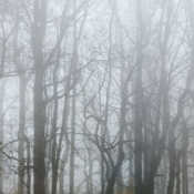<i class="fa-regular fa-image orange1"></i> Neblina (Blue Ridge Parkway, North Carolina, EUA). / <em>Mist (Blue Ridge Parkway, North Carolina, USA).</em> Edu Moreira - EUA - Blue Ridge Parkway
