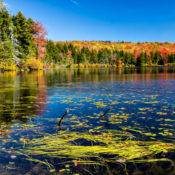 <i class="fa-regular fa-image orange1"></i> Folhagem de outono na área da Lagoa Grout, cidade de Stratton (Windham, Vermont, EUA). / <em>Fall foliage in the Grout Pond area, town of Stratton (Windham, Vermont, USA).</em> Edu Moreira - EUA - Vermont