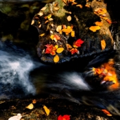<i class="fa-regular fa-image orange1"></i> Folhagem de outono no Parque Estadual Hazen’s Notch, cidade de Westfield (Orleans, Vermont, EUA). / <em>Fall Foliage at Hazen's Notch State Park, town of Westfield (Orleans, Vermont, USA).</em> Edu Moreira - EUA - Vermont