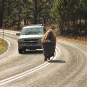 <i class="fa-regular fa-image orange1"></i> Bisões trafegam livremente nas estradas do Yellowstone National Park (Wyoming, EUA). / <em>Bisons walk freely on the roads of Yellowstone National Park (Wyoming, USA).</em> Edu Moreira - EUA - Yellowstone e Grand Teton