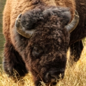 <i class="fa-regular fa-image orange1"></i> Bisão, Yellowstone National Park (Wyoming, EUA). / <em>Bison, Yellowstone National Park (Wyoming, USA).</em> Edu Moreira - EUA - Yellowstone e Grand Teton