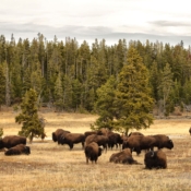 <i class="fa-regular fa-image orange1"></i> Manada de bisões, Yellowstone National Park (Wyoming, EUA). / <em>Bison herd, Yellowstone National Park (Wyoming, USA).</em> Edu Moreira - EUA - Yellowstone e Grand Teton