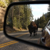 <i class="fa-regular fa-image orange1"></i> Opa! Tem um bisão me seguindo!, Yellowstone National Park (Wyoming, EUA). / <em>Oooops! There is a bison, Yellowstone National Park (Wyoming, USA).</em> Edu Moreira - EUA - Yellowstone e Grand Teton