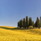 <i class="fa-regular fa-image orange1"></i> As colinas onduladas e os ciprestes alinhados – além das casas isoladas no topo dos morros – de Val d’Orcia são Patrimônio da UNESCO como paisagem cultural (Val d´Orcia, Toscana, Itália). / <em>The rolling hills and aligned cypress trees – along with the isolated houses perched atop the hills – of Val d’Orcia are a UNESCO World Heritage Site as a cultural landscape (Val d’Orcia, Tuscany, Italy).</em> Edu Moreira - Itália