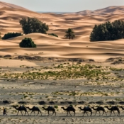 <i class="fa-regular fa-image orange1"></i> Caravana de camelos (Merzouga, Marrocos). / <em>Camel caravan (Merzouga, Morocco).</em> Edu Moreira - Marrocos