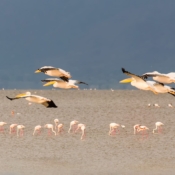 <i class="fa fa-photo orange1" aria-hidden="true"></i> Pelicanos no Lago Manyara (Arusha, Tanzânia). / <em>Pelicans on Lake Manyara (Arusha, Tanzania).</em> Edu Moreira - Tanzânia