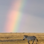 <i class="fa fa-photo orange1" aria-hidden="true"></i> Zebra caminha pelo Parque Nacional do Lago Manyara sob o céu pintado por um arco-íris (Arusha, Tanzânia). / <em>A zebra walks through Lake Manyara National Park under a rainbow-painted sky (Arusha, Tanzania).</em> Edu Moreira - Tanzânia
