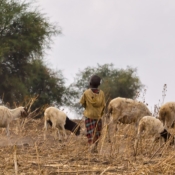 <i class="fa fa-photo orange1" aria-hidden="true"></i> O pequeno pastor Massai (Arusha, Tanzânia). / <em>The Maasai little shepherd (Arusha, Tanzania).</em> Edu Moreira - Tanzânia
