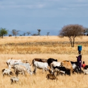 <i class="fa fa-photo orange1" aria-hidden="true"></i> Mulher Massai, com o filho, cuidando do gado da família (Arusha, Tanzânia). / <em>Maasai woman, with her son, taking care of the family cattle (Arusha, Tanzania).</em> Edu Moreira - Tanzânia