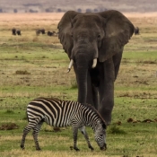 <i class="fa fa-photo orange1" aria-hidden="true"></i> Elefante e zebra (Área de Conservação Ngorongoro, Tanzânia). / <em>Elephant and zebra (Ngorongoro Conservation Area, Tanzania).</em> Edu Moreira - Tanzânia