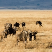 <i class="fa fa-photo orange1" aria-hidden="true"></i> Grupo de gnus (Área de Conservação Ngorongoro, Tanzânia). / <em>Group of wildebeest (Ngorongoro Conservation Area, Tanzania).</em> Edu Moreira - Tanzânia