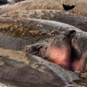 <i class="fa fa-photo orange1" aria-hidden="true"></i> Hipopótamos (Área de Conservação Ngorongoro, Tanzânia). / <em>Hippos (Ngorongoro Conservation Area, Tanzania).</em> Edu Moreira - Tanzânia