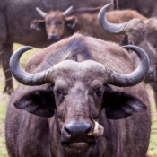 <i class="fa fa-photo orange1" aria-hidden="true"></i> Um amigo muito estranho (Parque Nacional de Serengeti, Tanzânia). / <em>A very strange friend (Serengeti National Park, Tanzania).</em> Edu Moreira - Tanzânia