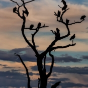 <i class="fa fa-photo orange1" aria-hidden="true"></i> Árvore dos abutres (Parque Nacional de Serengeti, Tanzânia). / <em>Vulture tree (Serengeti National Park, Tanzania).</em> Edu Moreira - Tanzânia