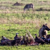 <i class="fa fa-photo orange1" aria-hidden="true"></i> E a vida continua (Parque Nacional de Serengeti, Tanzânia). / <em>And life goes on (Serengeti National Park, Tanzania).</em> Edu Moreira - Tanzânia