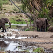 <i class="fa fa-photo orange1" aria-hidden="true"></i> Elefantes (Parque Nacional de Serengeti, Tanzânia). / <em>Elephants (Serengeti National Park, Tanzania).</em> Edu Moreira - Tanzânia